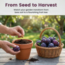 Heirloom Non-GMO Grafted Plum Tree