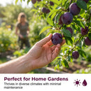 Heirloom Non-GMO Grafted Plum Tree