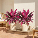 2Pcs Large Artificial Boston Fern & Dragon’s Blood Tree Plants
