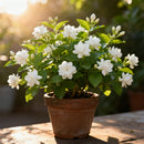 Double Jasmine Seeds