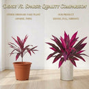 2Pcs Large Artificial Boston Fern & Dragon’s Blood Tree Plants