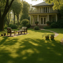 Evergreen dwarf grass seed for four seasons