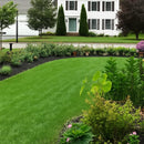 Evergreen dwarf grass seed for four seasons