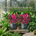2Pcs Large Artificial Boston Fern & Dragon’s Blood Tree Plants