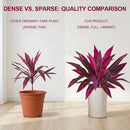 2Pcs Large Artificial Boston Fern & Dragon’s Blood Tree Plants